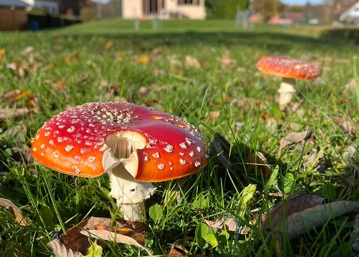 Prázdninový dům Nouveau, Rdvosges 5 Chambres, Jardin, Calme, Proche Gerardmer